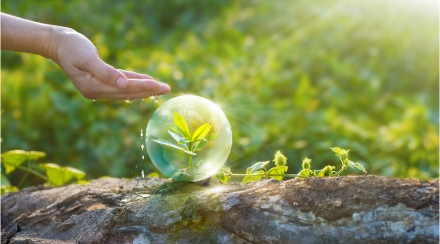 Close-up film photograph of a hand pouring water onto a glass sphere holding a small plant, resting on a log among green leaves, warm and gentle mood with soft grain